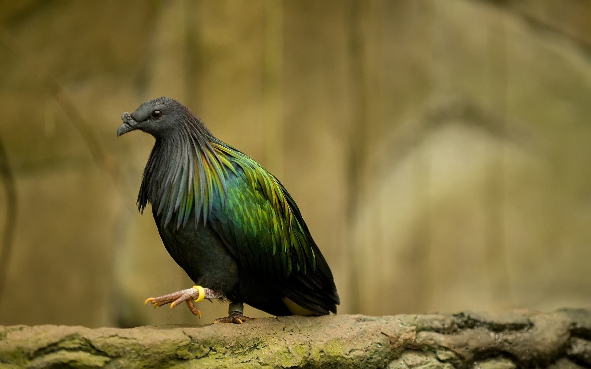 ptaki ptak dzika przyroda natura zwierzę dziki na zewnątrz
