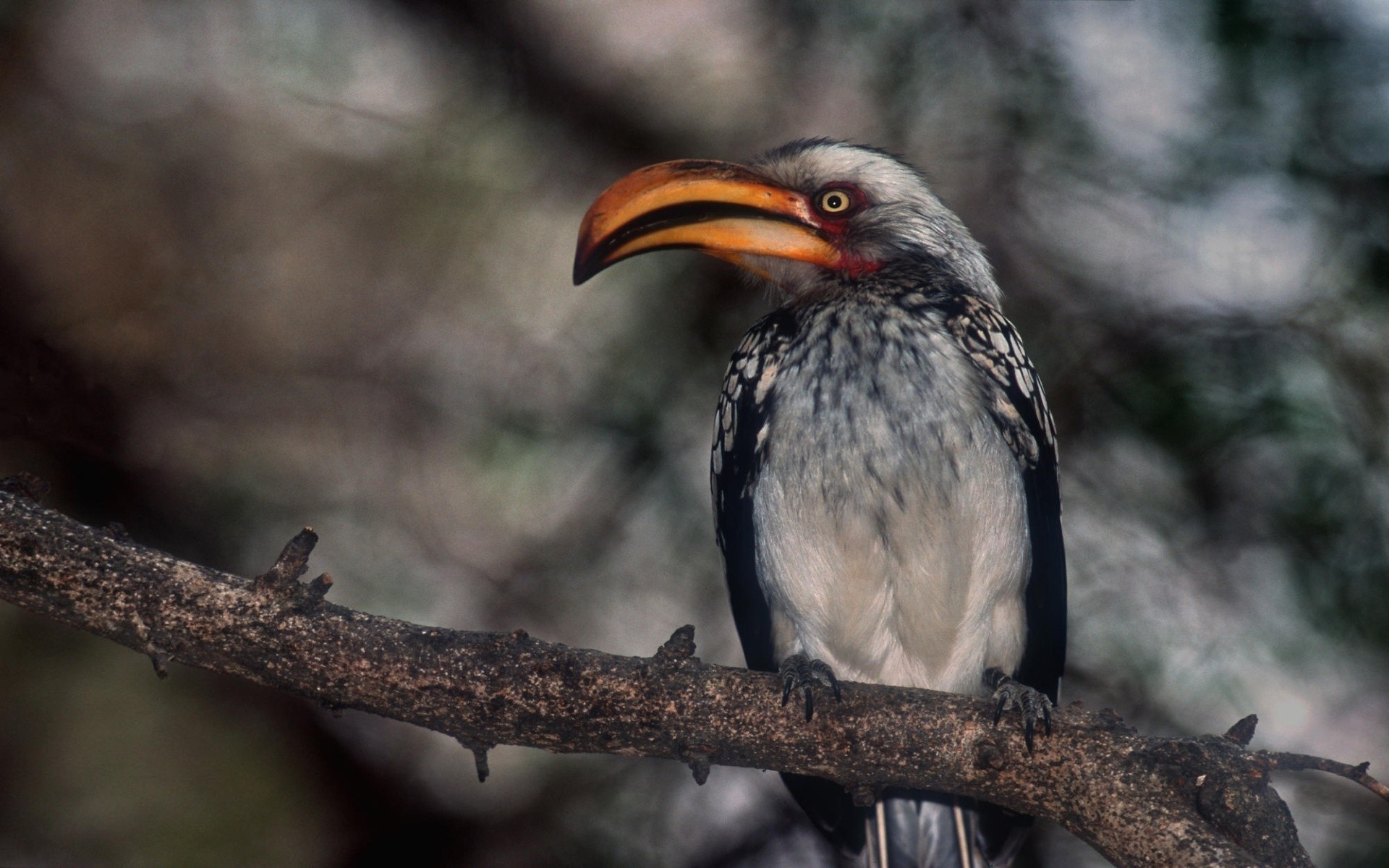 ptaki ptak dzika przyroda natura avian dziki zwierzę na zewnątrz dziób