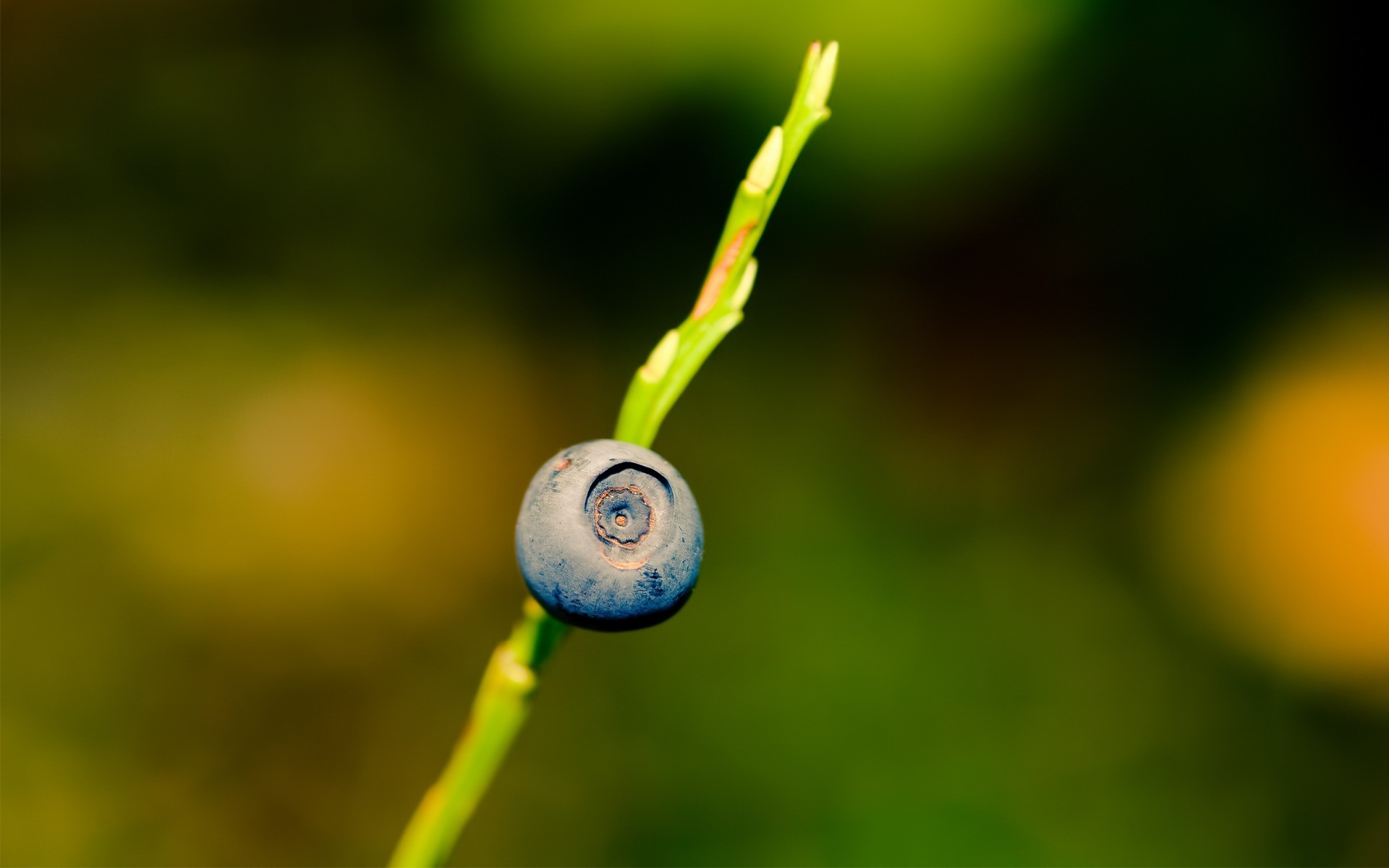 natura liść flora rozmycie kolor lato ogród wzrost na zewnątrz spadek owoce