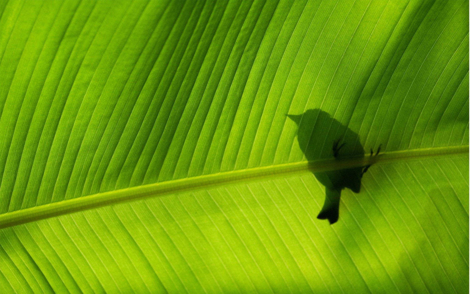 liść flora banan żyły wzrost ogród środowisko fotosynteza pulpit zieleń środowisko natura ekologia botaniczny liniowy bujny asymetria łuska zbliżenie światło