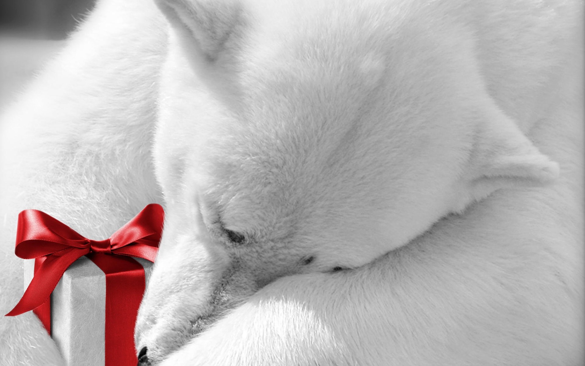 zwierzęta ssak futro zwierzę jeden pies śliczne pet portret kot boże narodzenie niedźwiedź niedźwiedź polarny niedźwiedź polarny