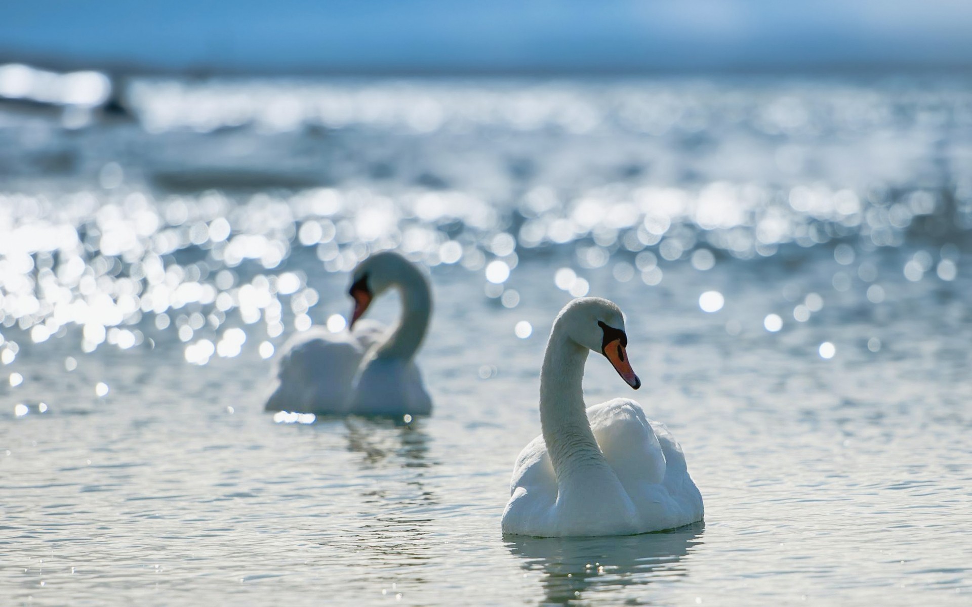 łabędzie łabędź ptak woda jezioro zima śnieg natura dzika przyroda lód pływanie morze ptactwo wodne odbicie na zewnątrz mrożone
