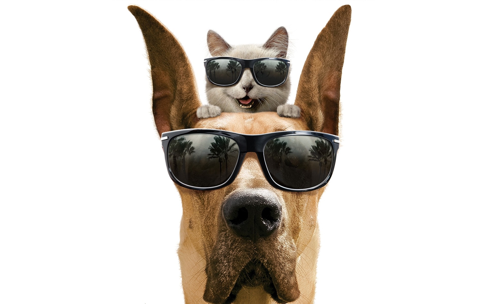 psy pies śmieszne pet słodkie ssak kynolog portret humor zwierzę rasa rasowy szczeniak młody studio oglądanie izolowany język oko jeden rodowód przyjaźń