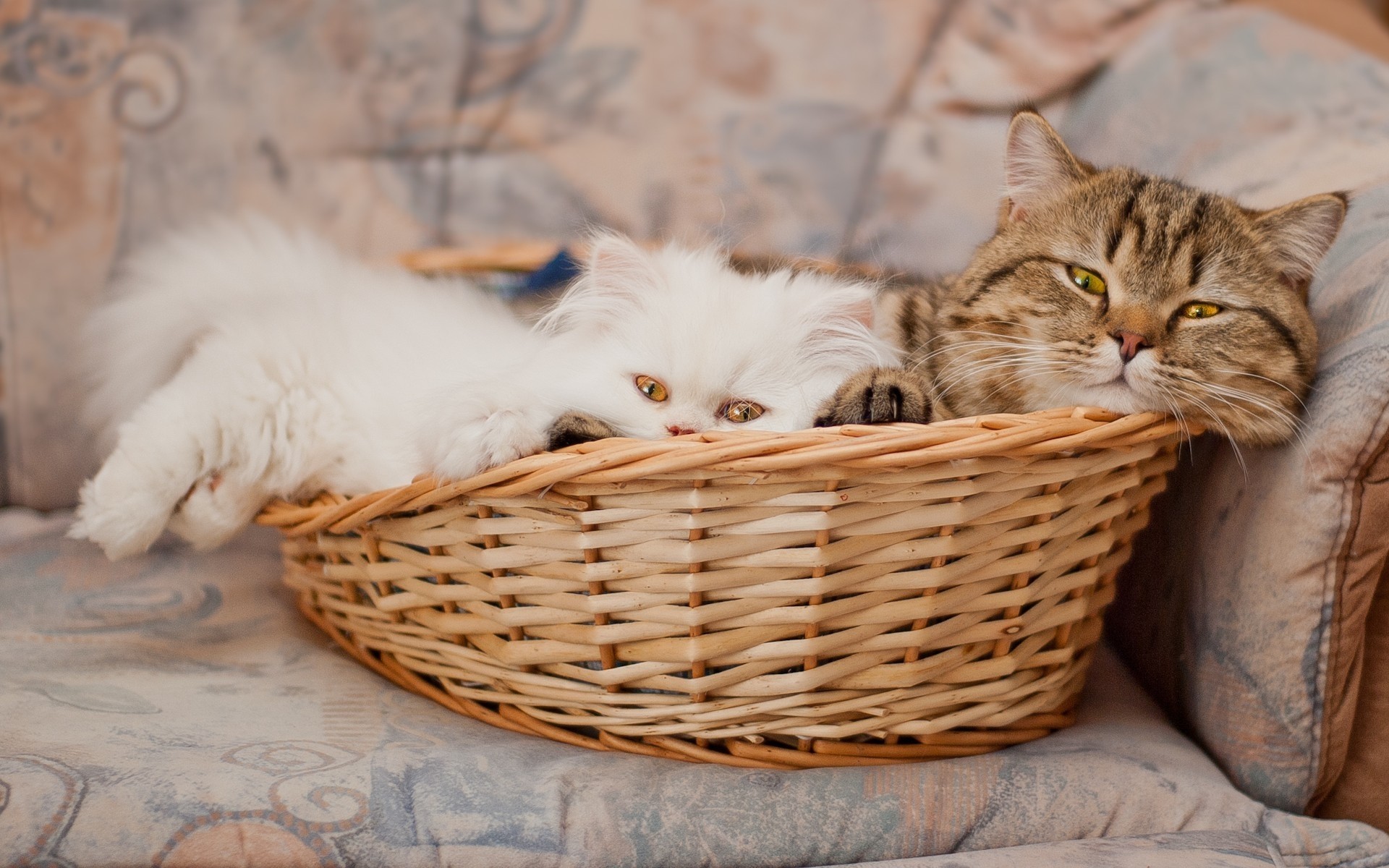 koty kot kotek kosz pet śliczne zwierzę ssak futro portret domowe puchowe oko pręgowany młody natura jeden widok siedzieć włosy kitty
