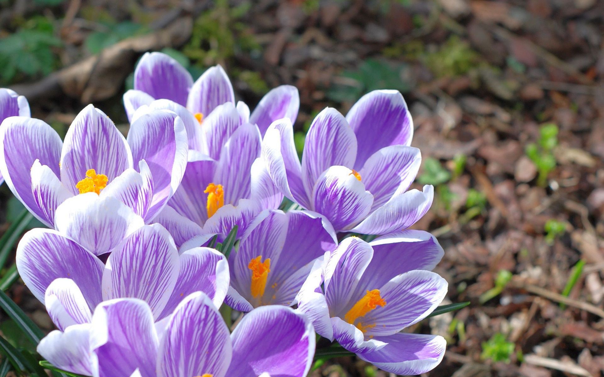 kwiaty natura kwiat flora ogród kwiatowy liść bluming płatek lato kolor krokus sezon piękne zbliżenie jasny wzrost odkryty park trawa