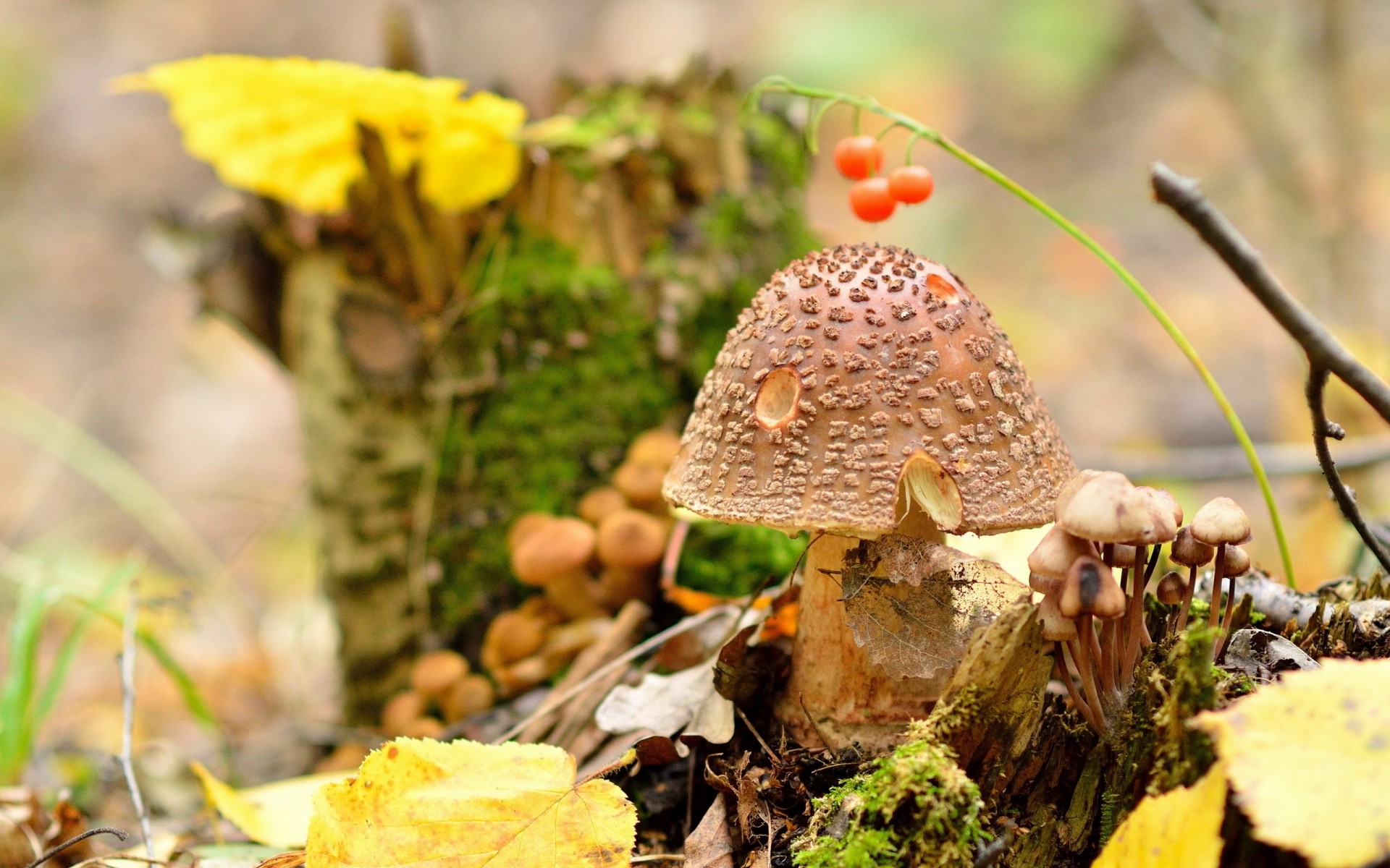 jesień grzyb grzyb natura drewno liść sezon na zewnątrz borowik jedzenie flora muchomory drzewo mech trawa warzywo jadalne zbliżenie amanita regalis