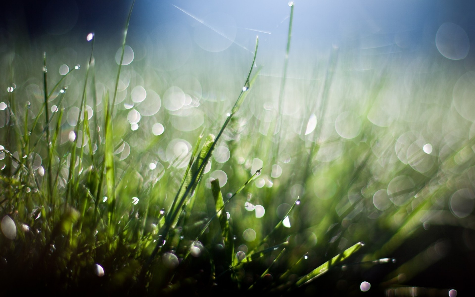 trawa trawnik rosa sianokosy pole spadek pulpit flora świt ogród deszcz natura słońce lato kolor bujny jasny dobra pogoda rozmycie świeżość