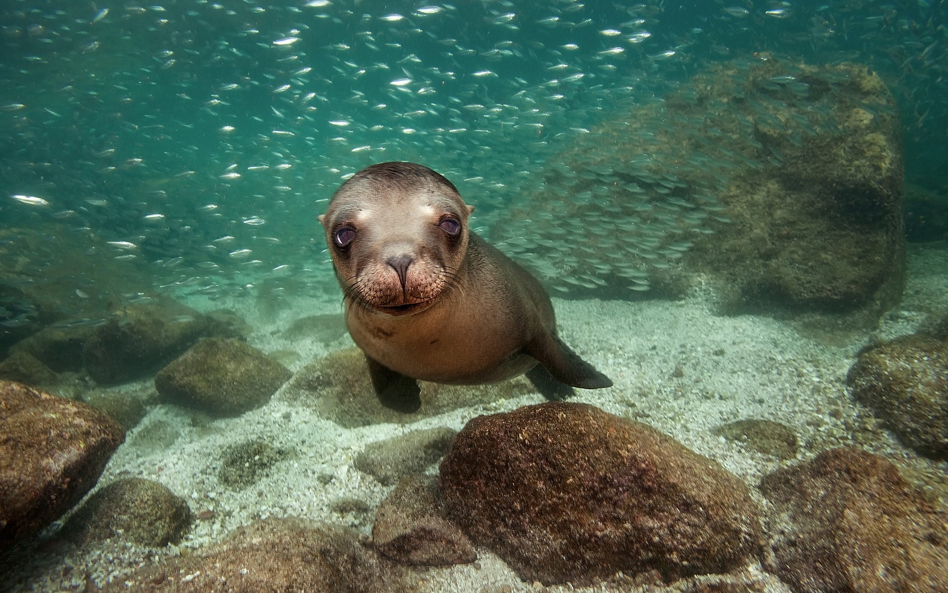 zwierzęta podwodny ocean ryby pływanie morze woda morze przyroda nurkowanie
