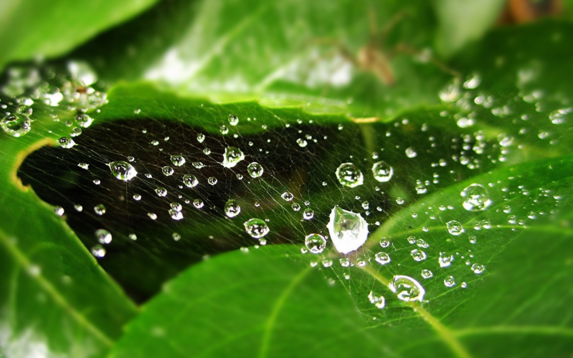 rosa deszcz spadek krople mokry liść krople flora woda czystość przelew świeżość natura ogród wzrost ciecz zroszony środowisko w pobliżu krople wody drew. web spider