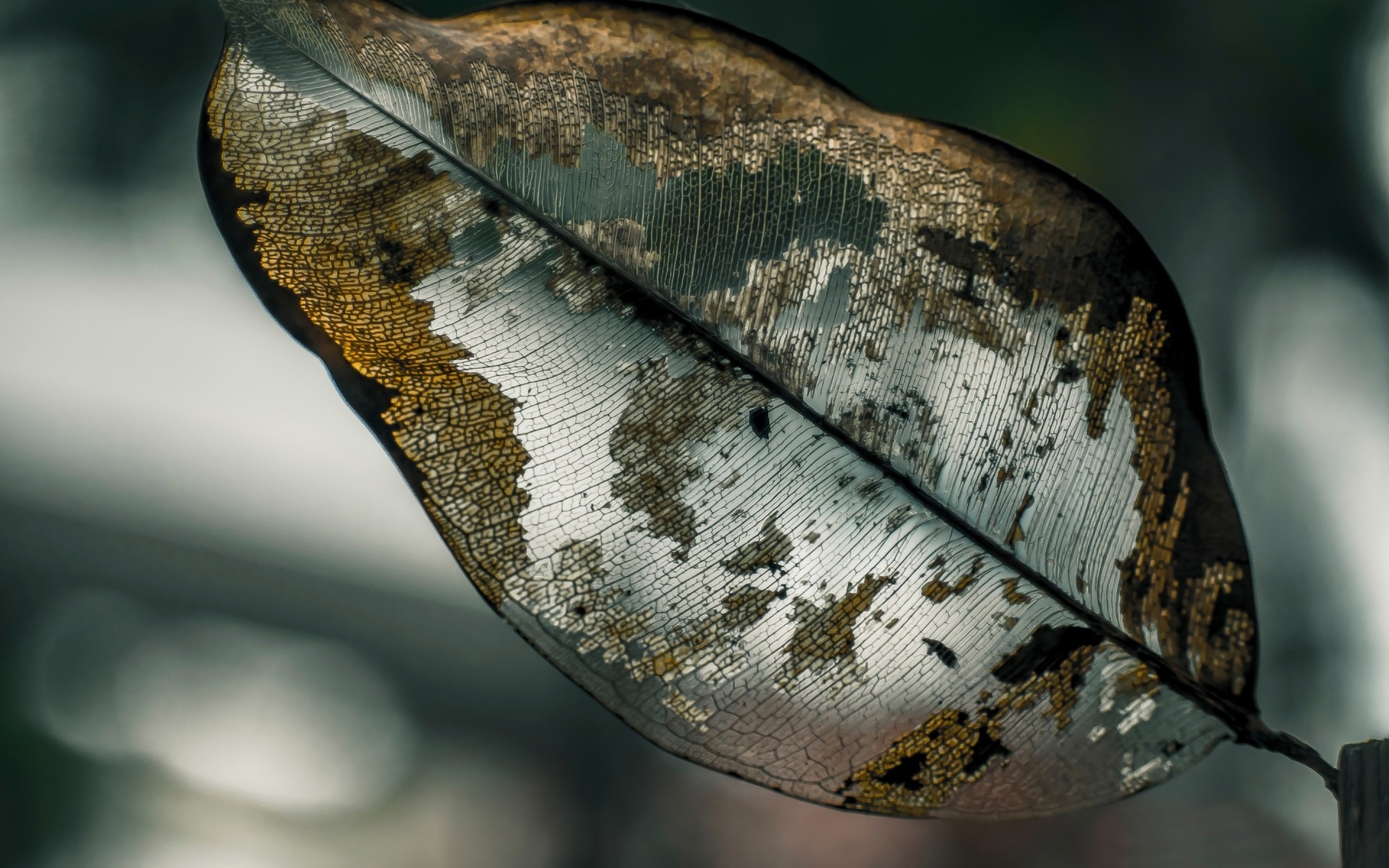 natura jeden zwierzę pulpit arkusz