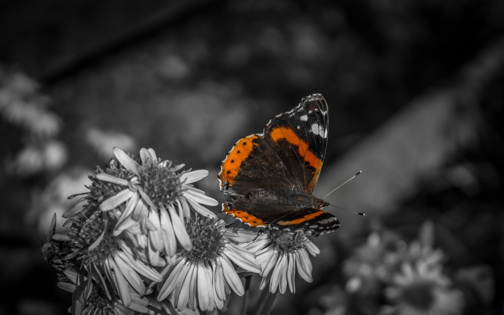 czarny i biały motyl owad natura bezkręgowce na zewnątrz przyrody kwiat