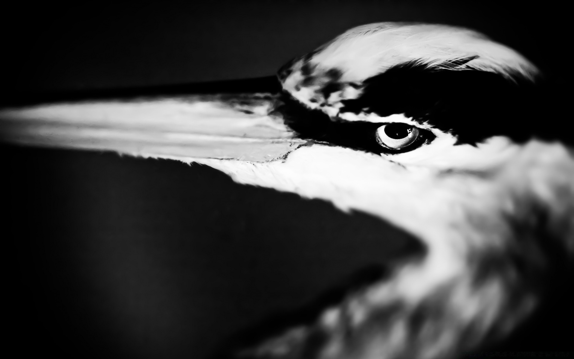 czarno-biały monochromatyczny ptak portret natura ciemny woda jeden morze przyroda oko sztuka