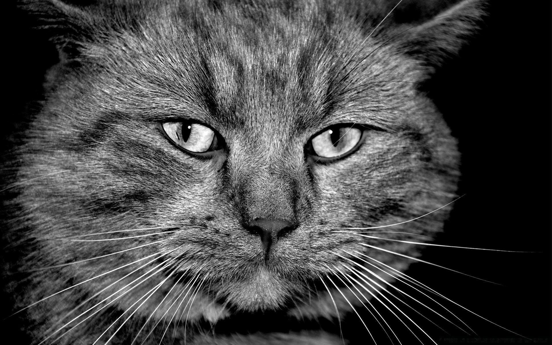 czarno-biały kot portret pet śliczne ssak futro zwierzęce kotek puch domowe oko głowa włosy szary widok