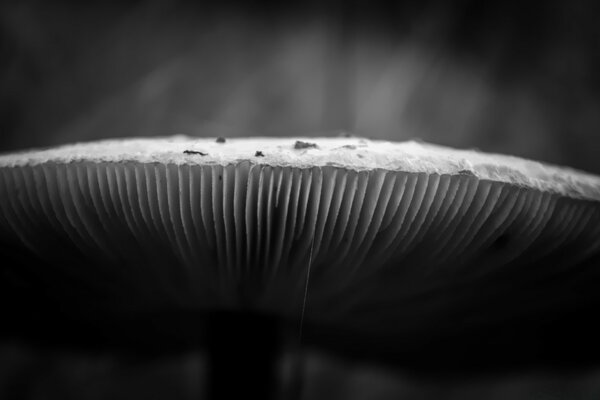 Czapka grzybowa Monochromatyczna