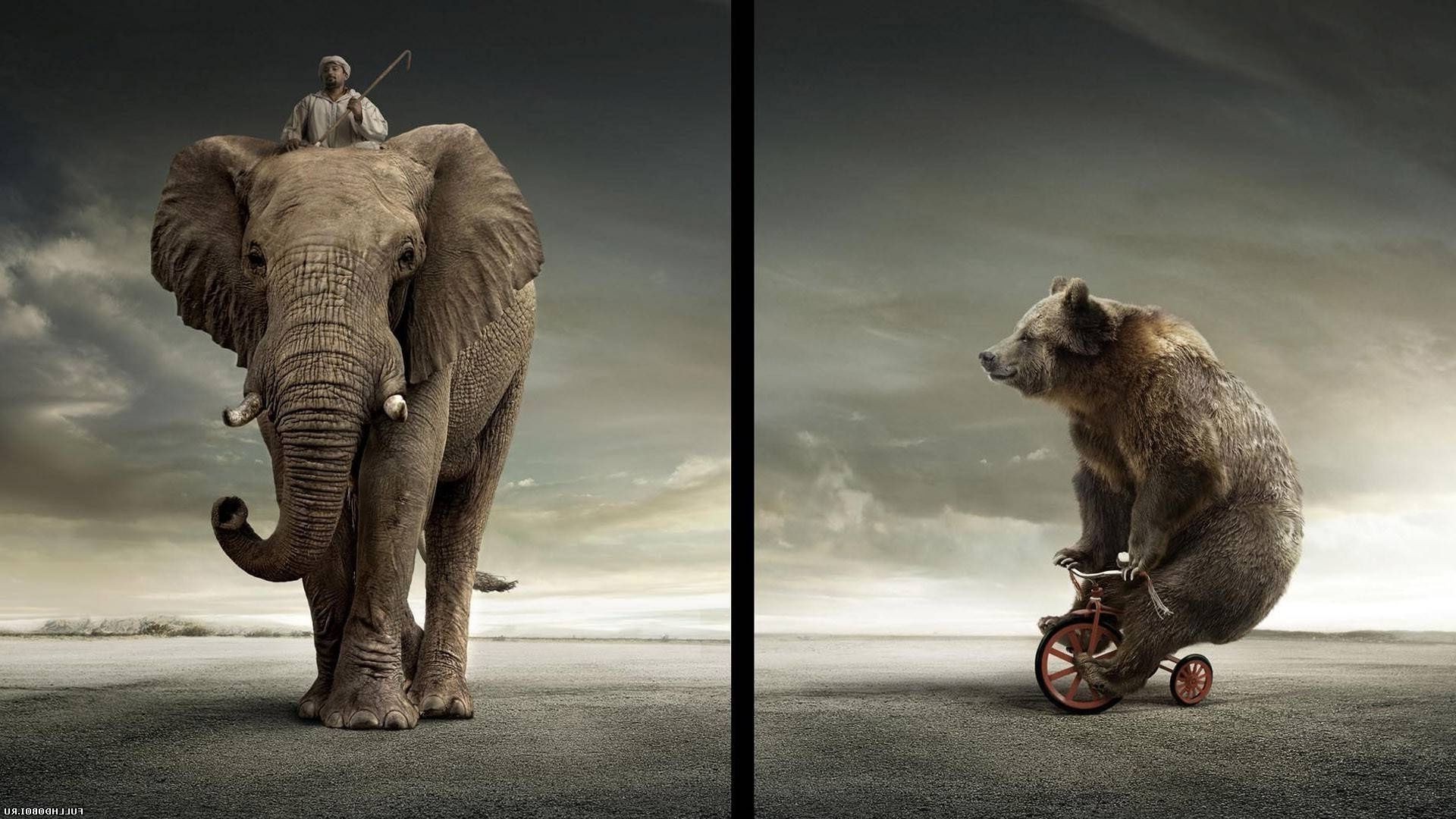 ssak zwierzę słoń jeden przyroda dwa portret