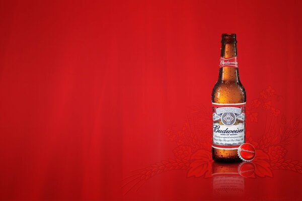 Piwo Budweiser na czerwonym, stylowym tle