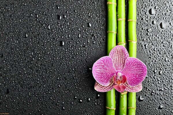 Orchidea i bambus-cudowne kombinacje dla poznania Zen