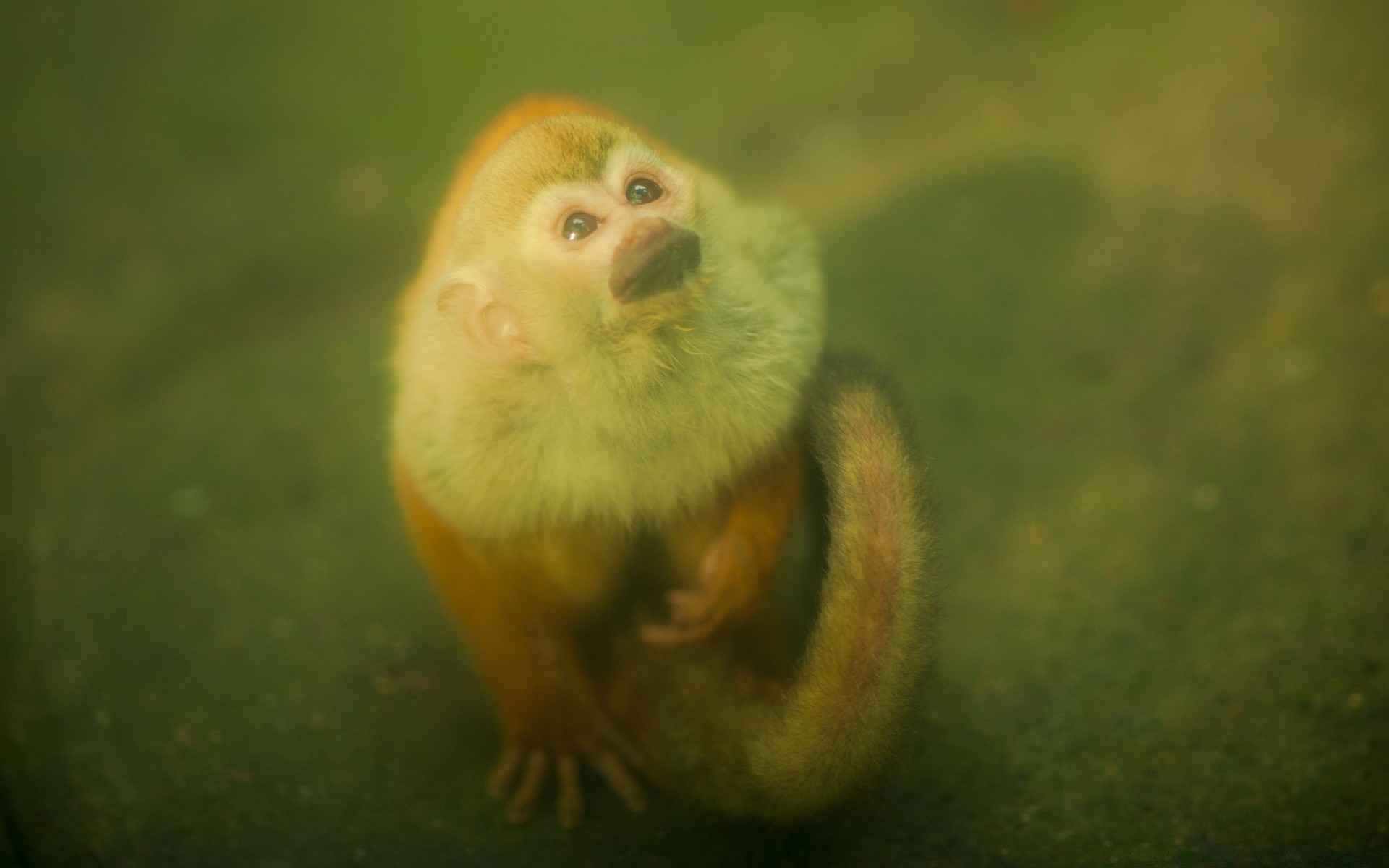 archiwalne przyrody ssak jeden natura zwierzę zoo mało widok z boku małpa na zewnątrz