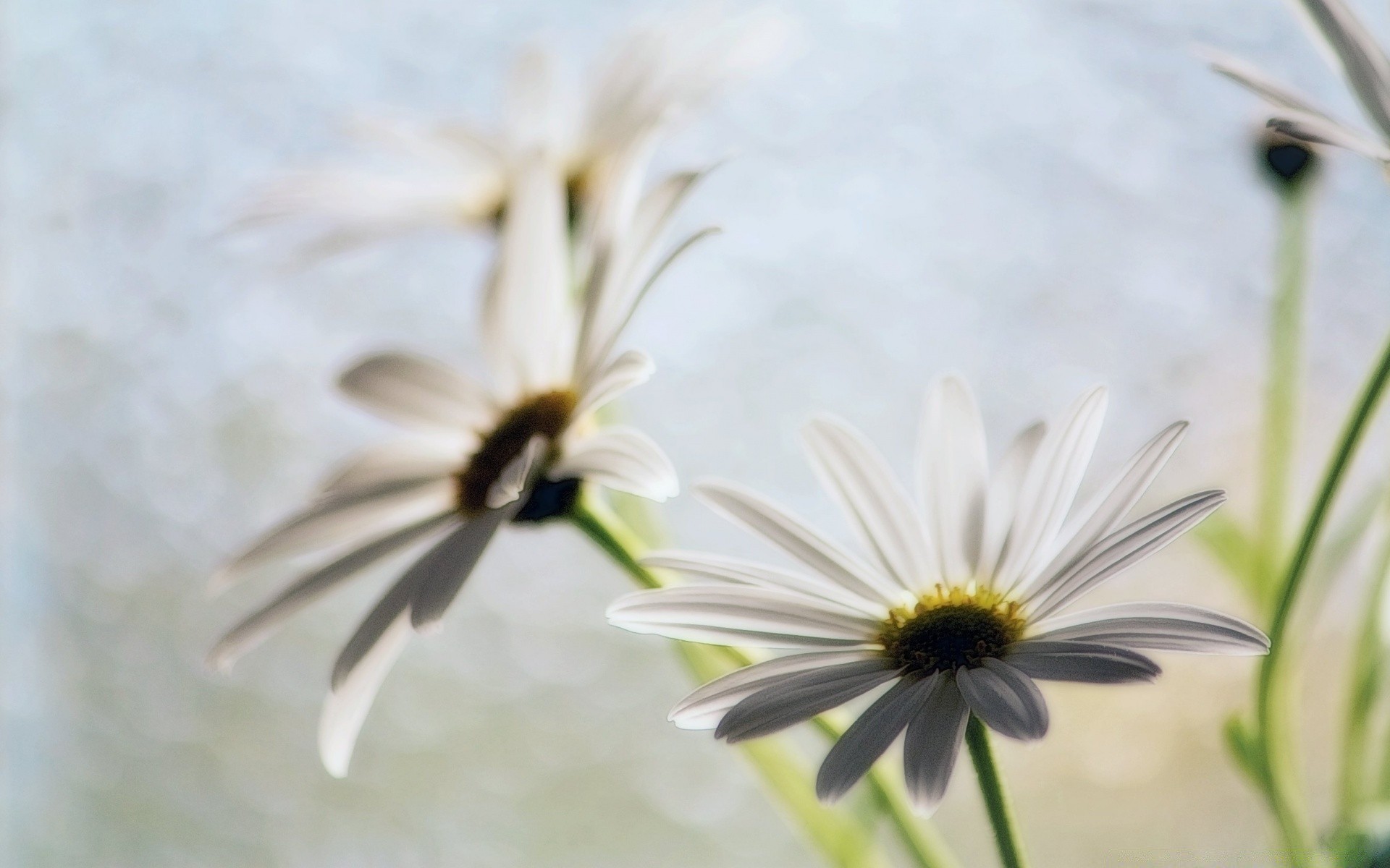 vintage natura kwiat lato owad flora pszczoła liść na zewnątrz ogród