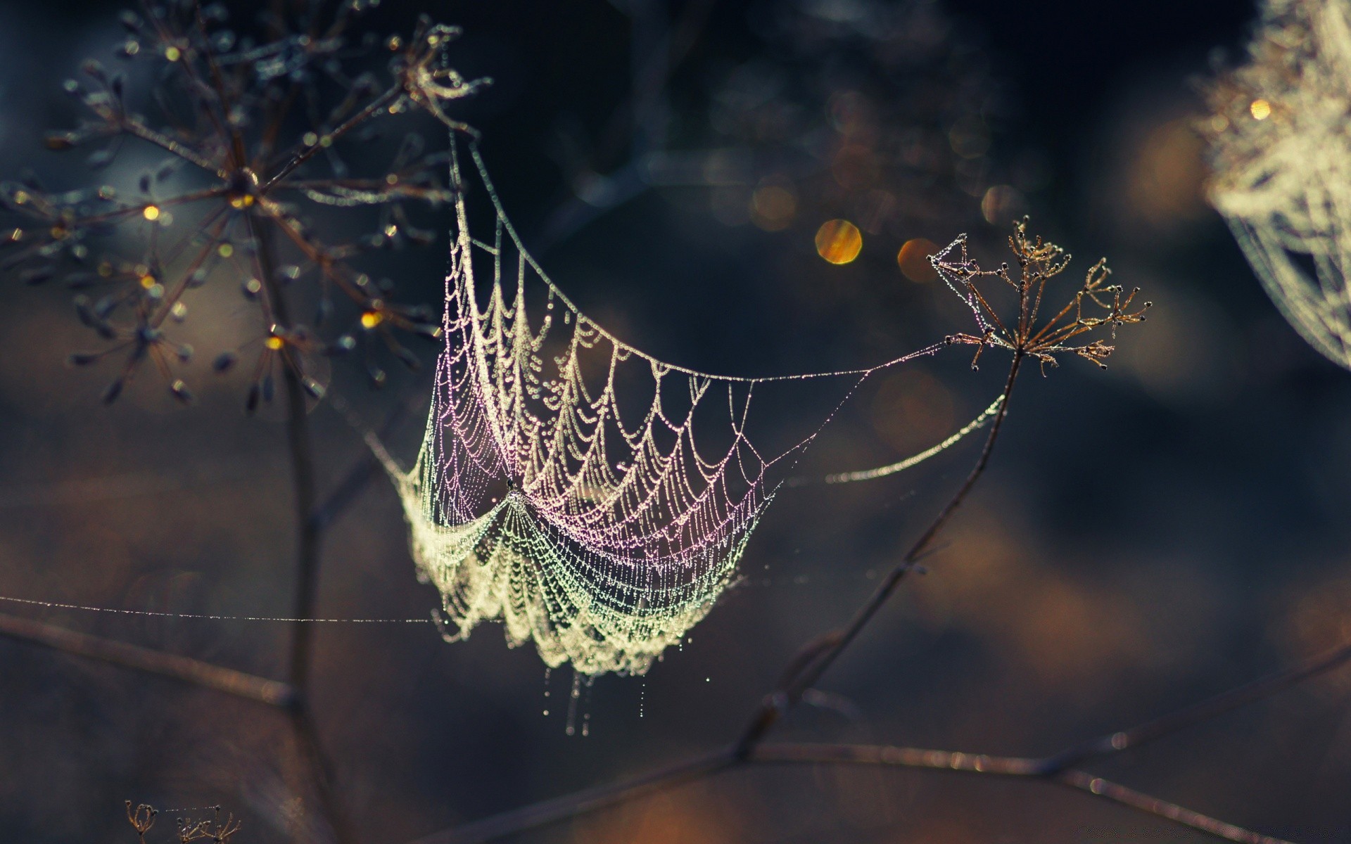 bokeh pająk pajęczyna pułapka pajęczyna natura pajęczak sieć na zewnątrz owad wzór światło pulpit bezkręgowce niebezpieczeństwo ciemny