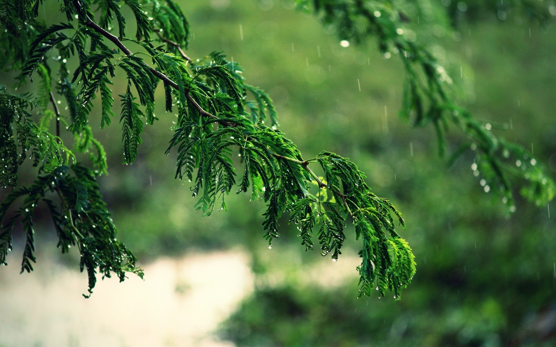bokeh liść natura drzewo flora środowisko na zewnątrz wzrost oddział lato drewno ogród bujny świeżość deszcz dobra pogoda trawa światło dzienne jasny kolor