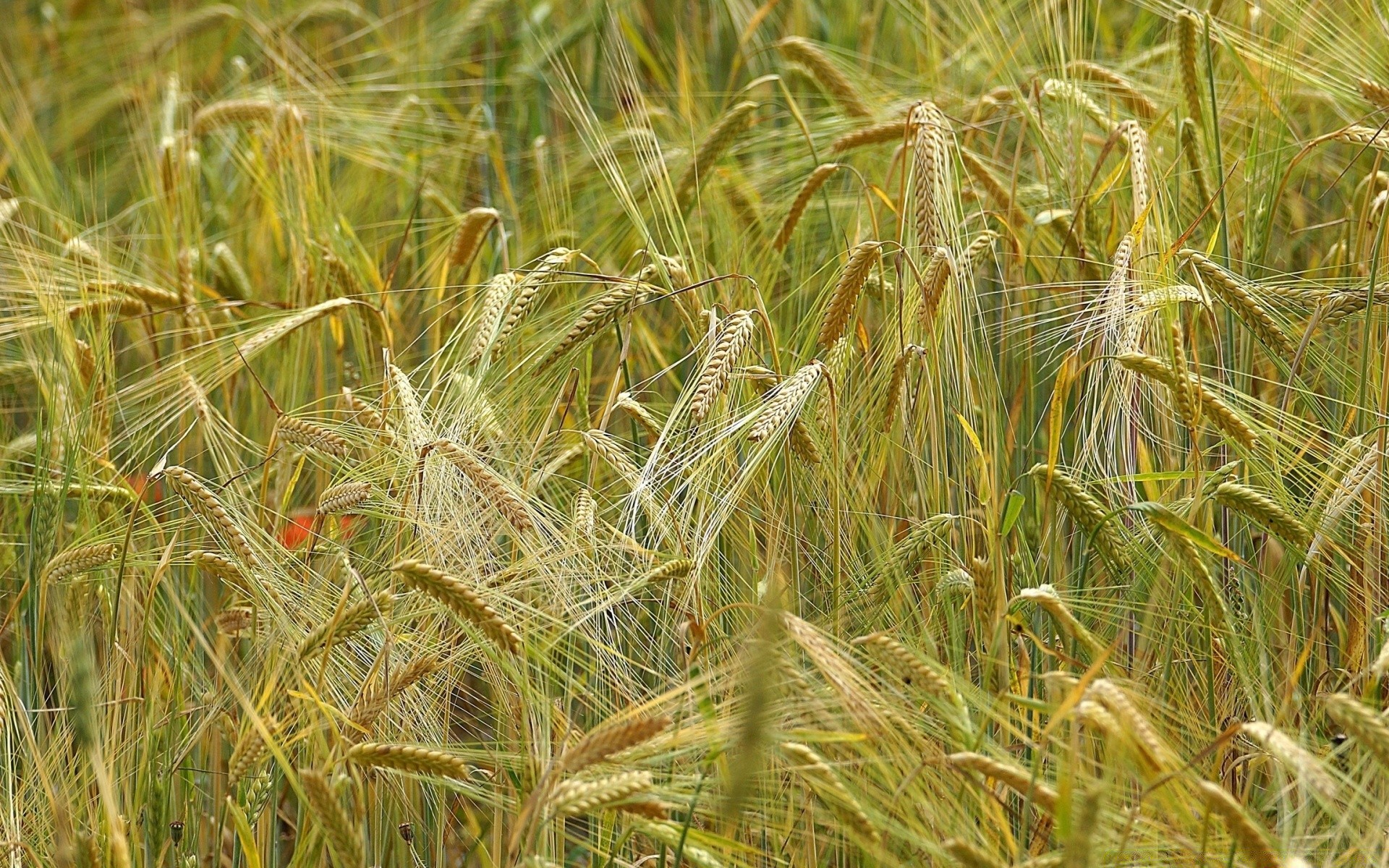 bokeh płatki wiejskie pszenica pastwisko słoma pole żniwa nasiona chleb gospodarstwo złoto rolnictwo kukurydza wzrost wieś kraj lato trawa natura