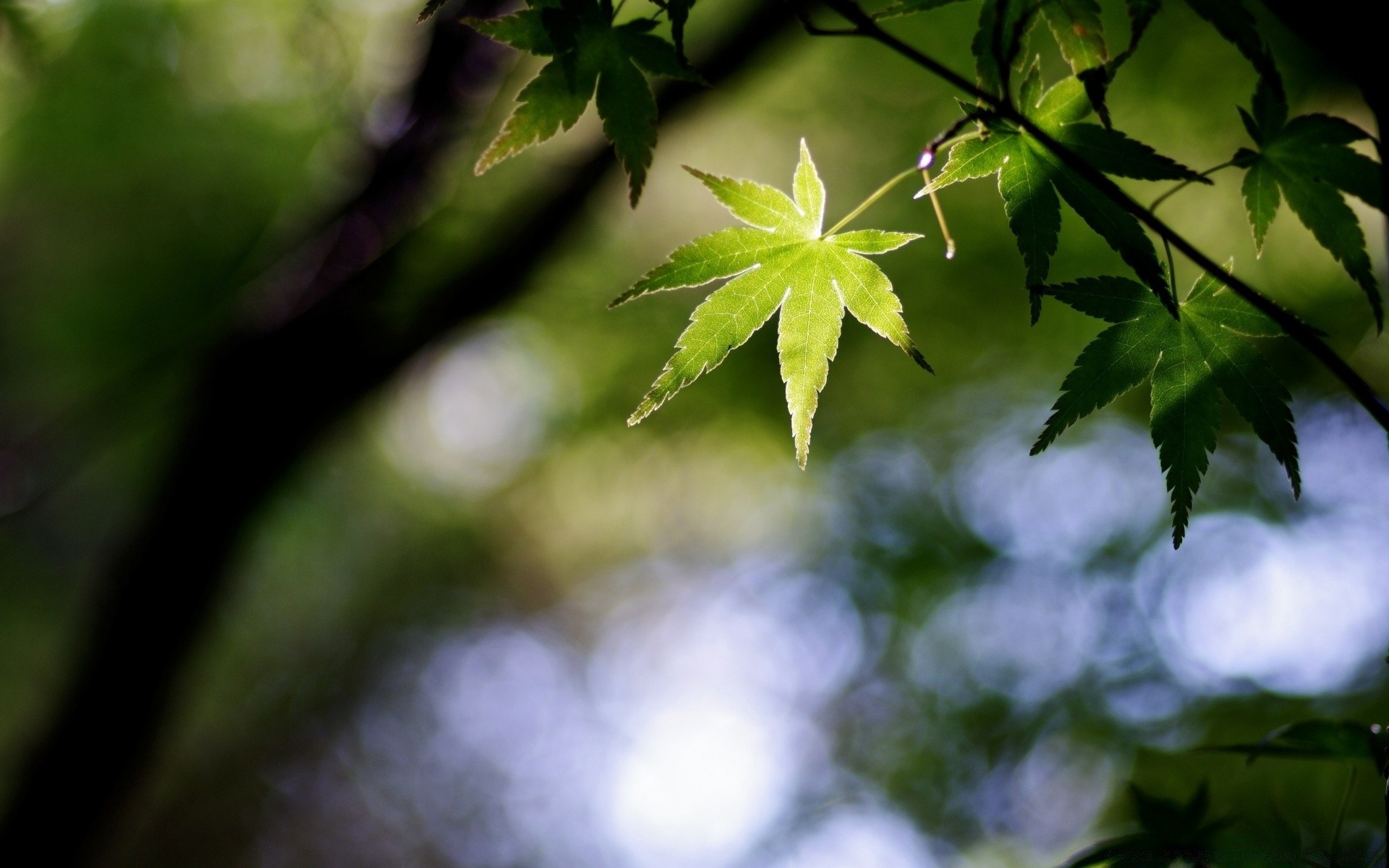 bokeh liść rozmycie natura wzrost flora bujne na zewnątrz drzewo środowisko drewno lato ogród lekki kolor jasne słońce dobra pogoda