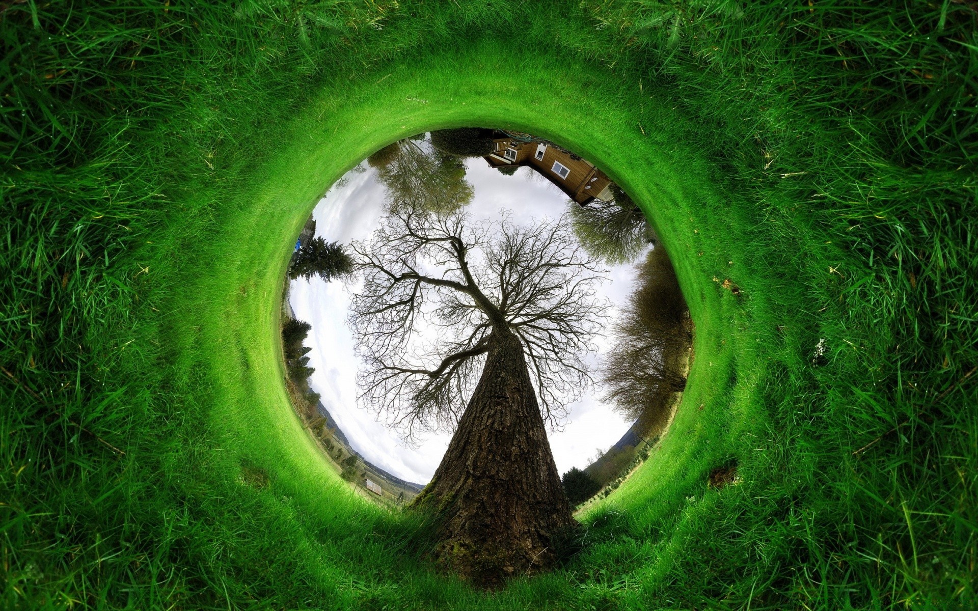 kreatywny trawa natura środowisko trawnik krajobraz kulisty ekologia na zewnątrz lato liść spektakl pole park sianokosy flora gleba