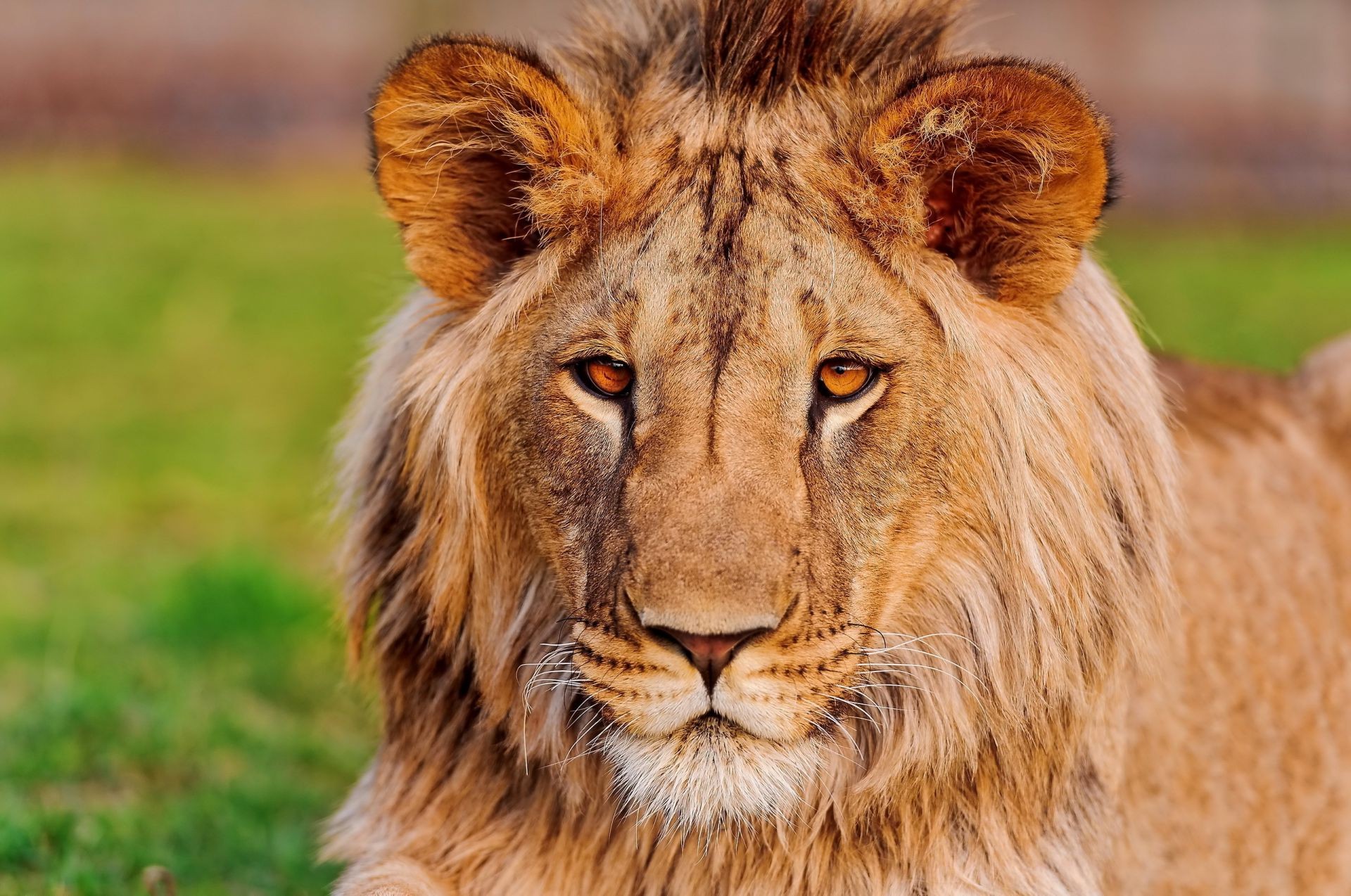 lwy zwierzę przyroda kot ssak drapieżnik dziki lew mięsożerca natura futro duży safari myśliwy trawa portret mane niebezpieczeństwo zoo