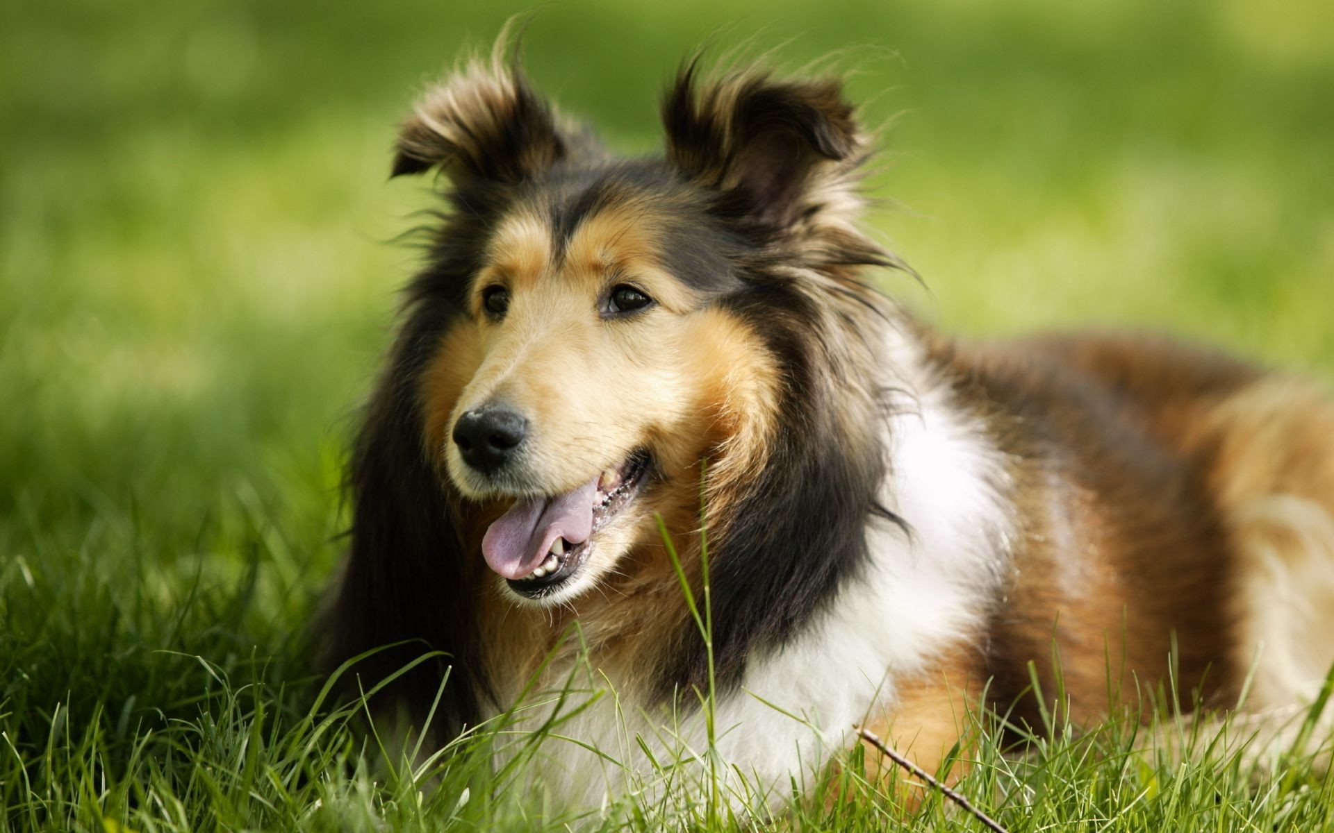 psy pies zwierzę ssak kynolog śliczne futro pet trawa szczeniak collie owczarek rasowy portret rodowód widok rasa posłuszeństwo krajowy młody oko