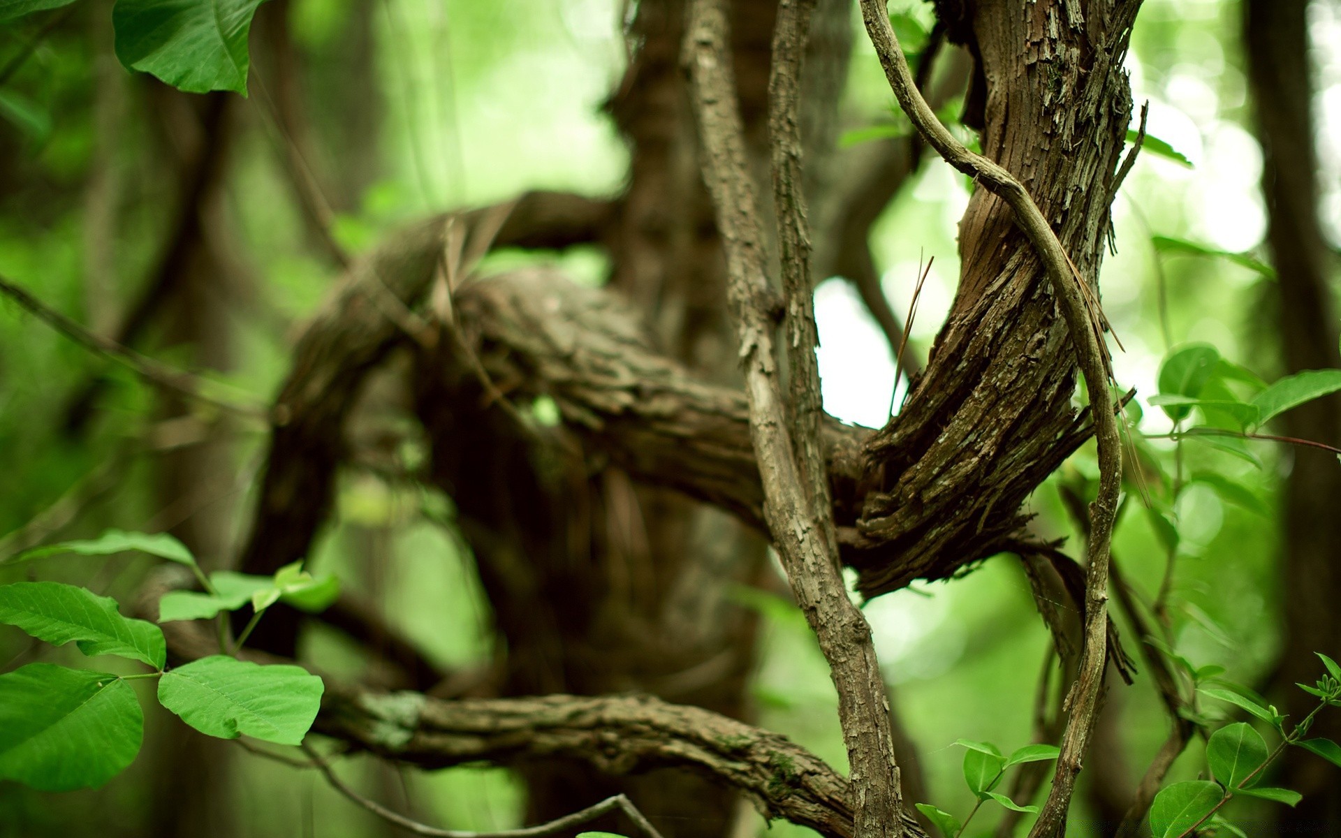 rośliny drzewo natura drewno liść ptak dzika przyroda gniazdo na zewnątrz las deszczowy dzikie środowisko ogród zwierzę flora dżungla trunk