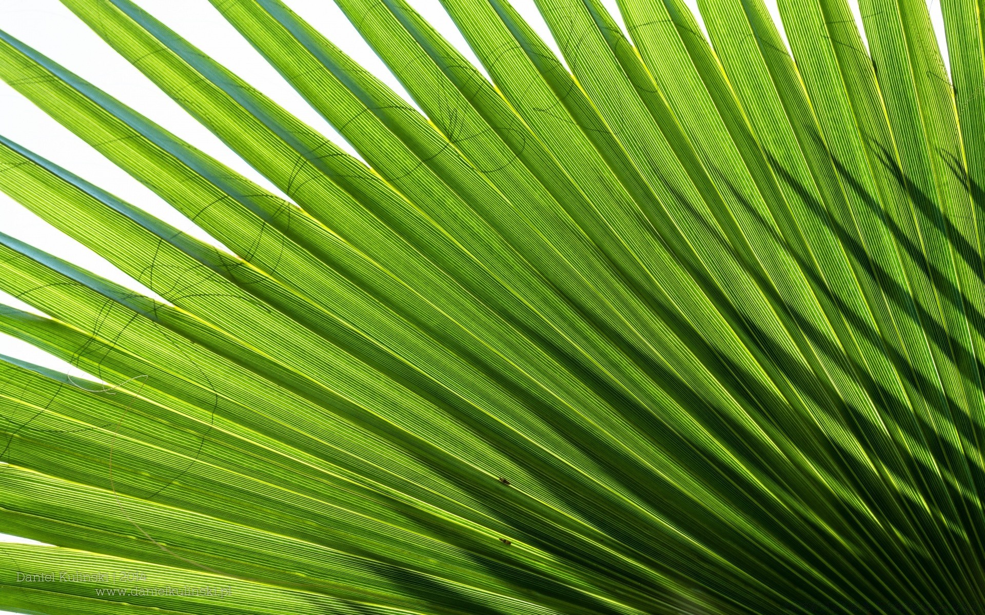 rośliny liść flora wzrost bujne lato natura pulpit ekologia ogród tropikalny frond jasna fotosynteza palm tekstury