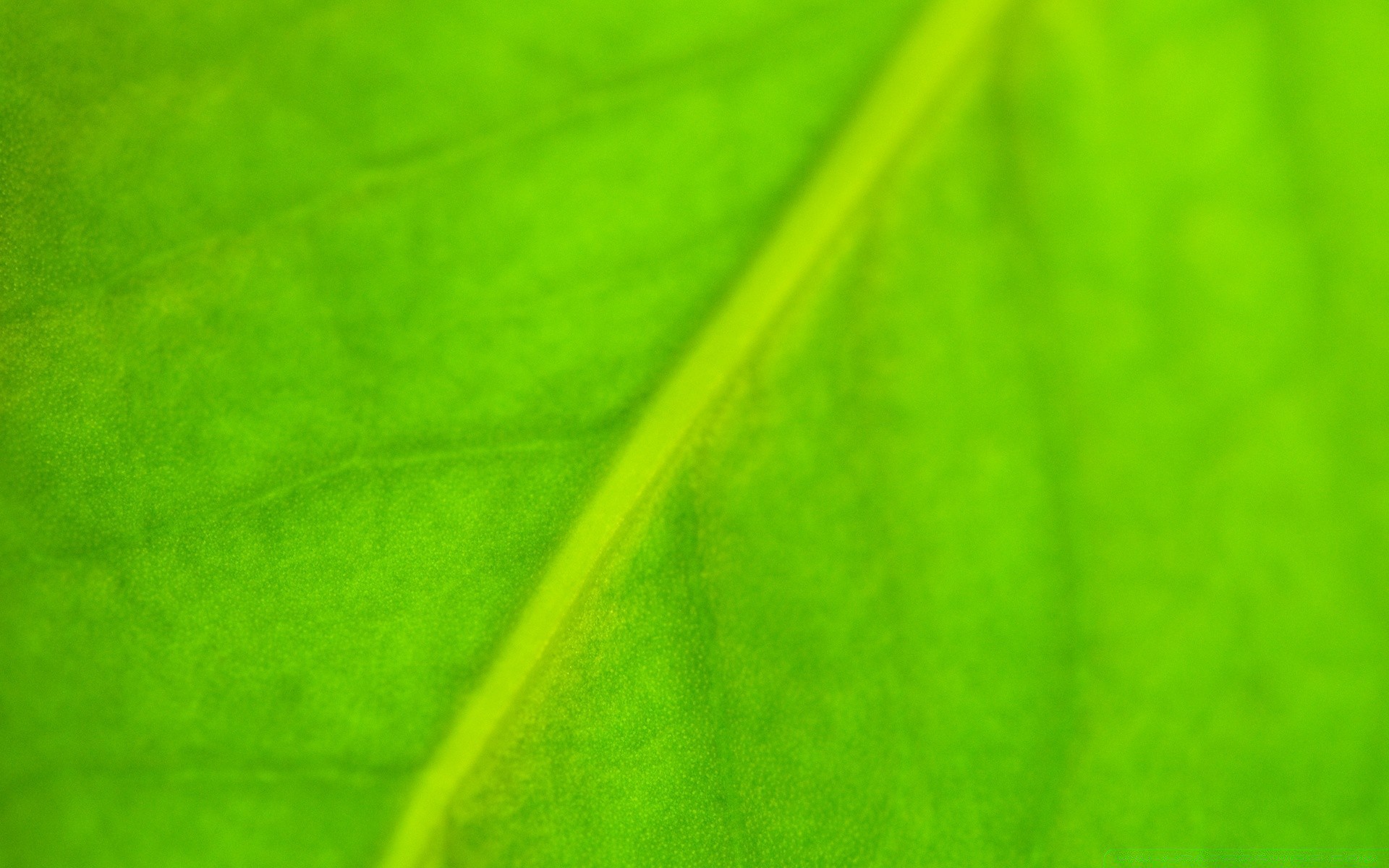 rośliny liść streszczenie flora fotosynteza żyły asymetria tekstura wzrost ogród pulpit artystyczny kolor rosa przekątna deszcz natura sztuka spadek jasny