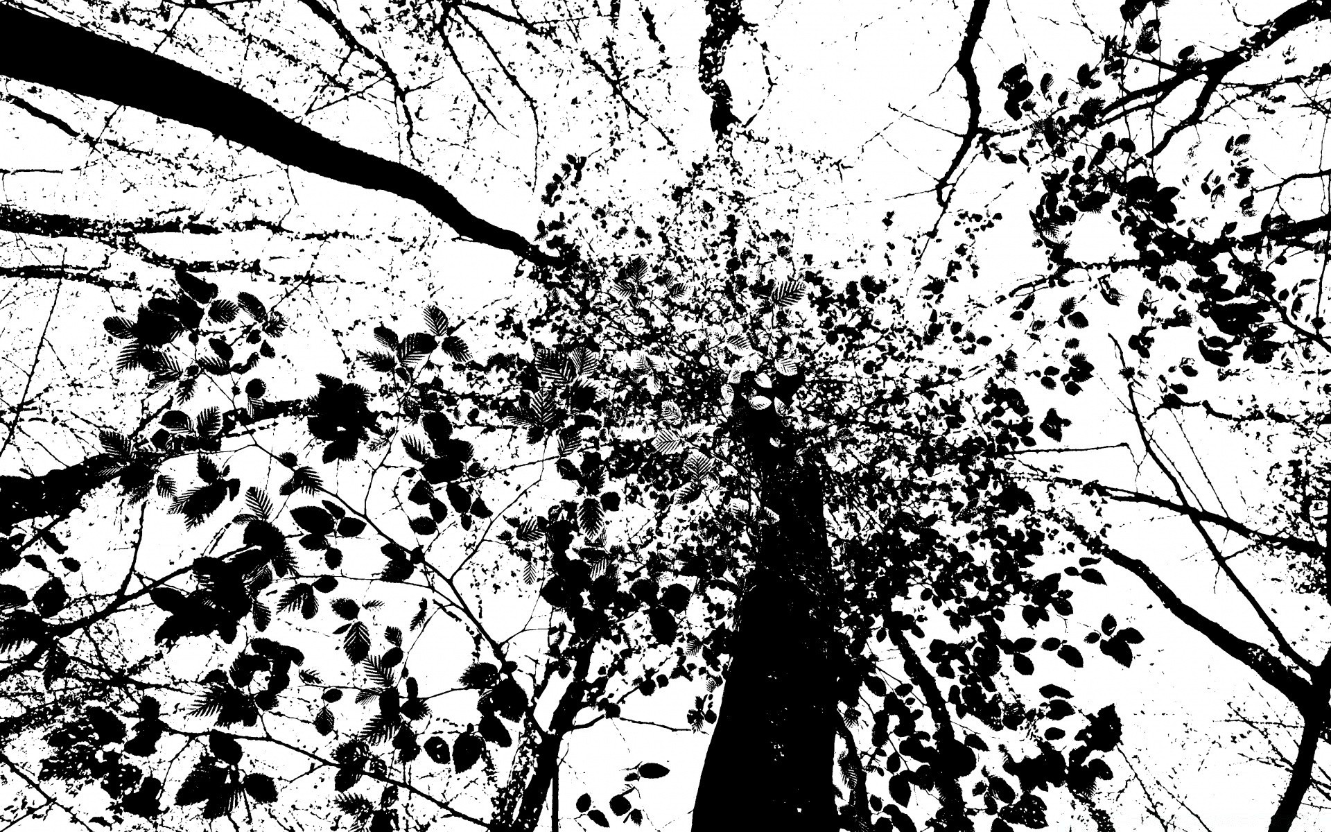 grafika wektorowa drzewo oddział liść sezon drewno natura krajobraz flora pulpit wzrost na zewnątrz park