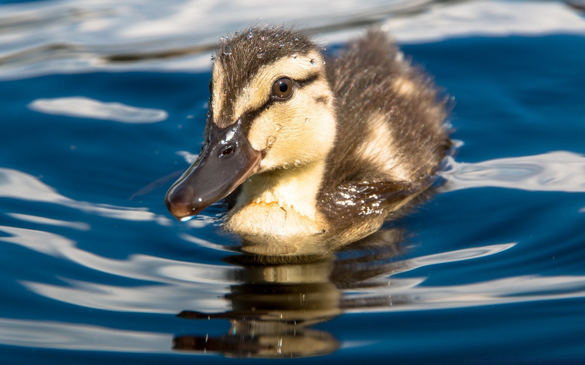 pisklęta kaczka woda pływanie dzika przyroda ptak natura kaczątko basen jezioro odbicie mokre na zewnątrz ptactwo wodne zwierzę pojedyncze krzyżówka ptaki