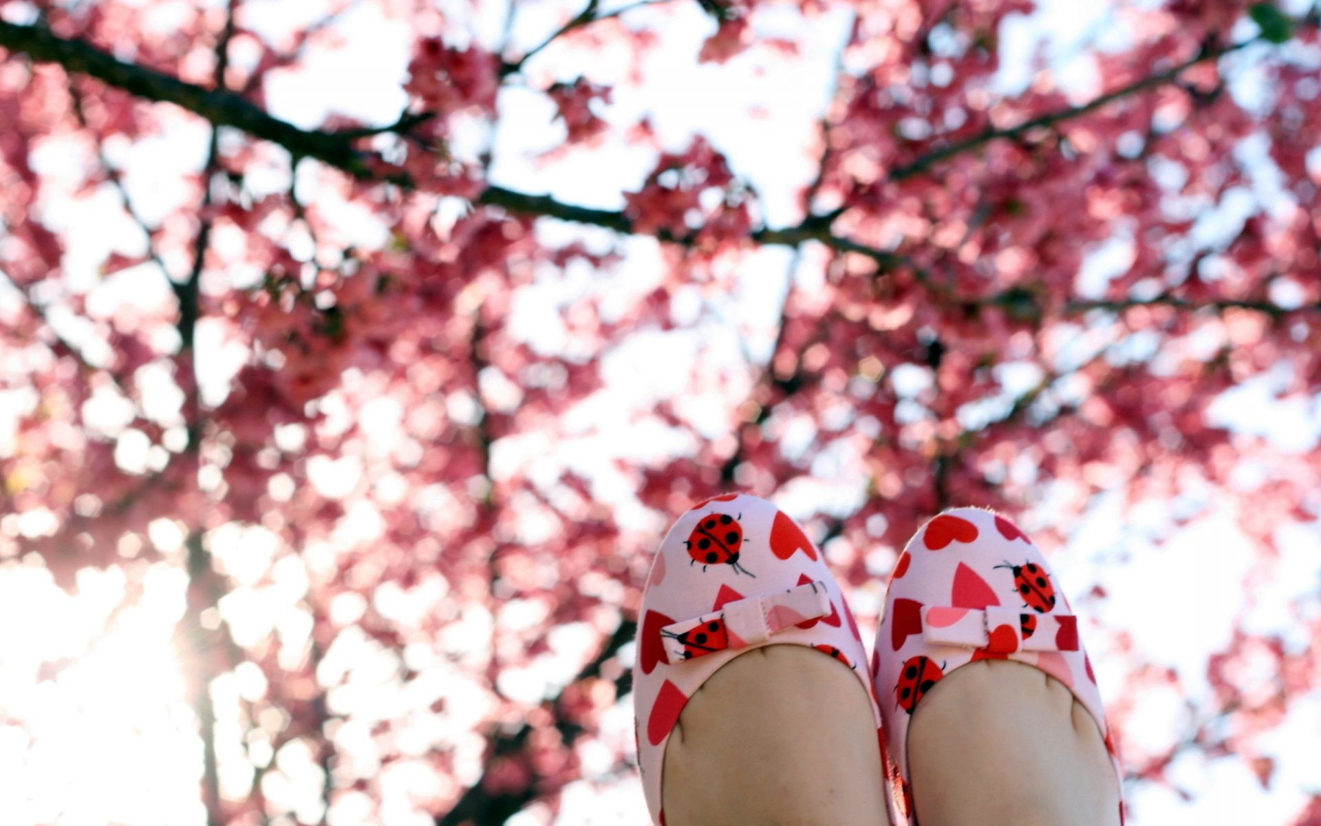 wiśnia drzewo kwiat na zewnątrz zima sezon natura krajobraz oddział park