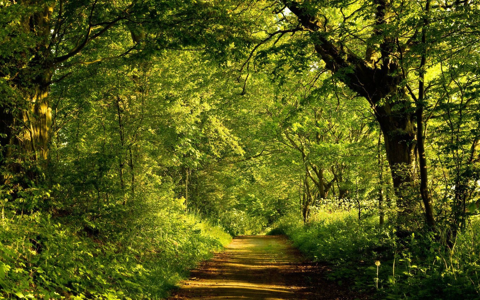 słynne miejsca drewno drzewo natura liść krajobraz park bujny świt środa dobra pogoda malowniczy przewodnik sezon słońce na zewnątrz oddział krajobrazy jesień jasny