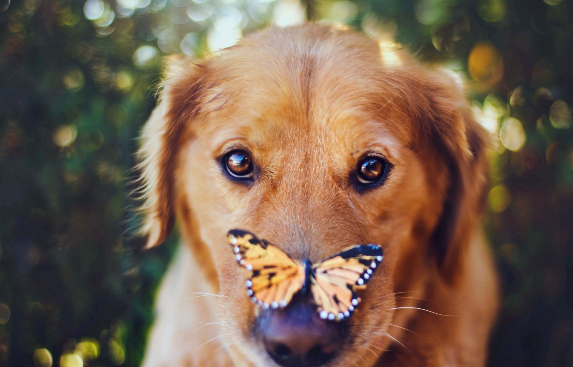 zwierzęta pies pet słodkie zwierzę ssak portret kynolog szczeniak futro natura