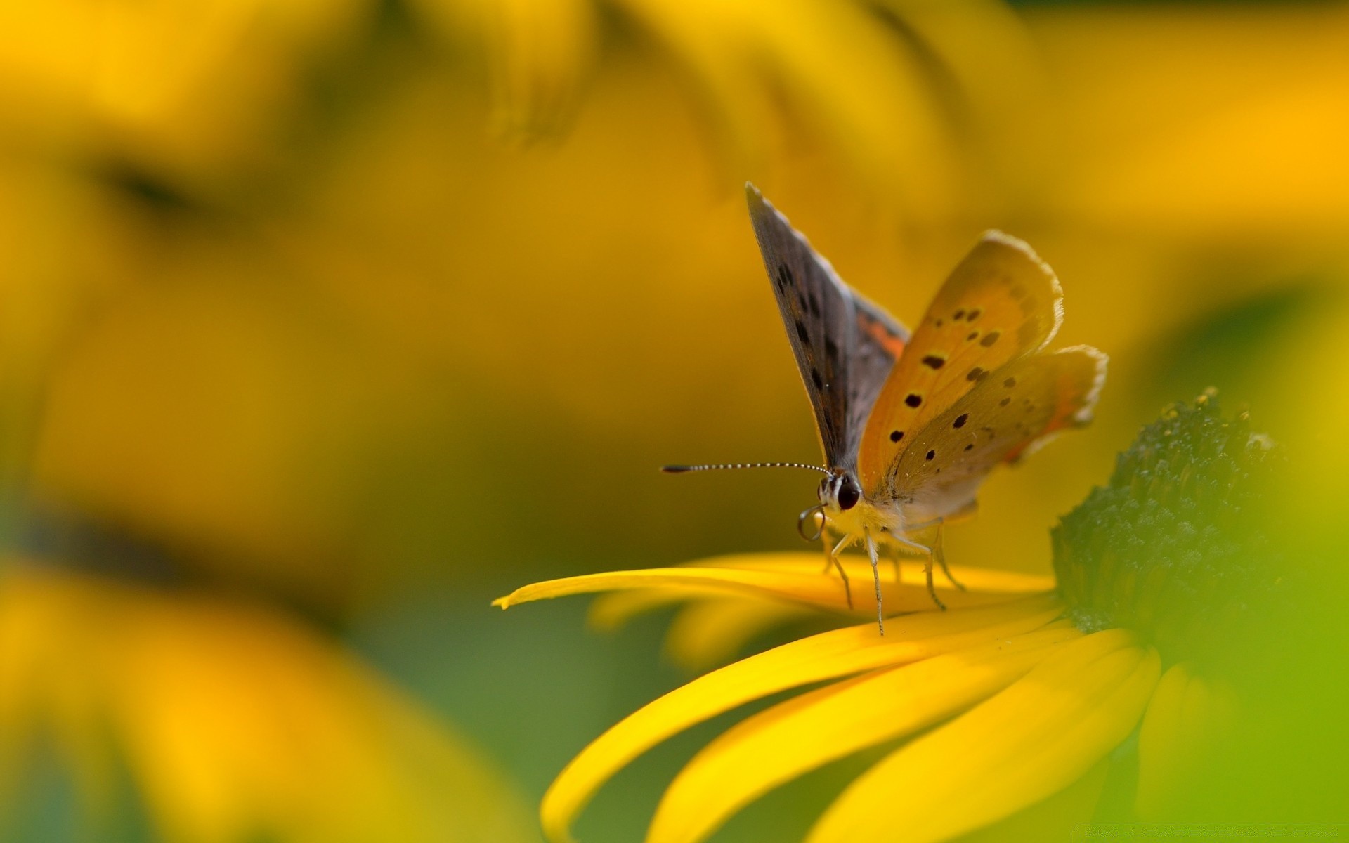 owady natura motyl owad kwiat lato jasny na zewnątrz kolor liść flora ogród dobra pogoda zbliżenie rozmycie