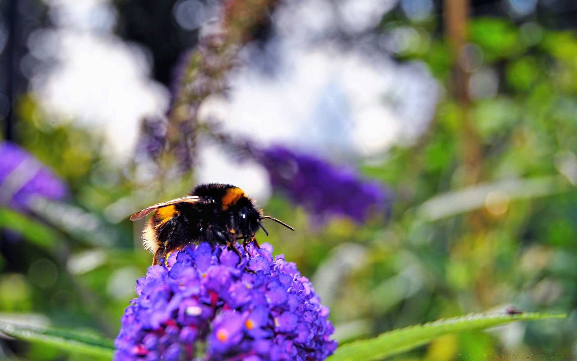 owady natura owad kwiat pszczoła na zewnątrz lato flora liść ogród miód pyłek