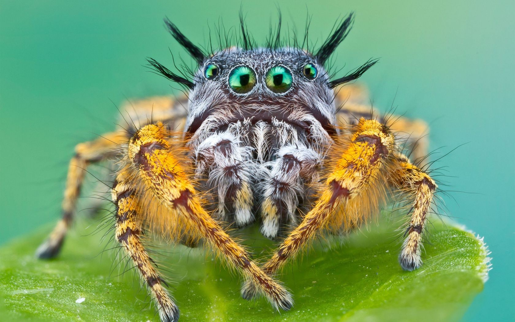 owady pająk owad natura pajęczak zwierzę owłosione dzikiej przyrody przerażający dziki strach przerażający zbliżenie pajęczyna niebezpieczeństwo głowa w pobliżu fobia pajęczyna