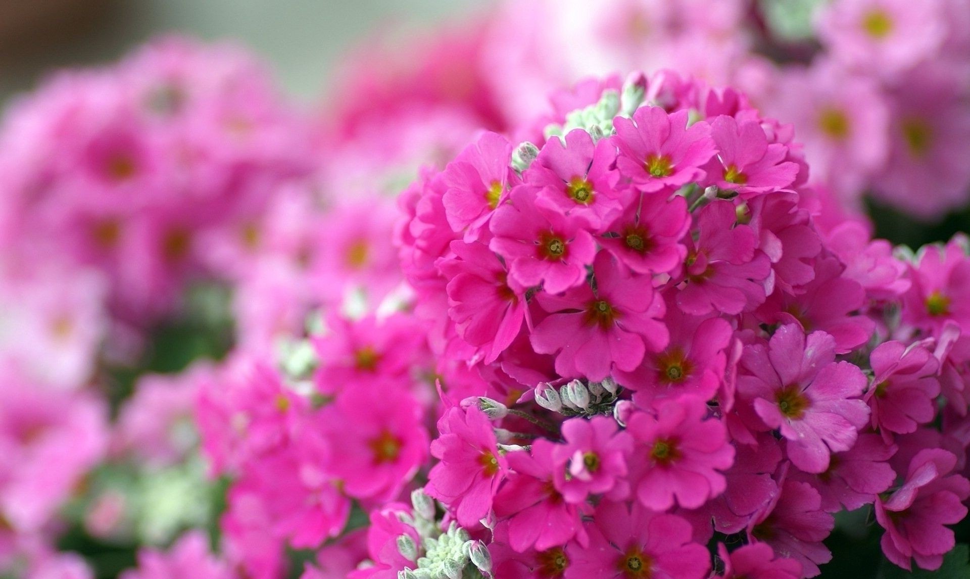kwiaty kwiat natura lato ogród flora płatek bluming liść jasny kwiatowy pole na zewnątrz bukiet wzrost dobra pogoda kolor