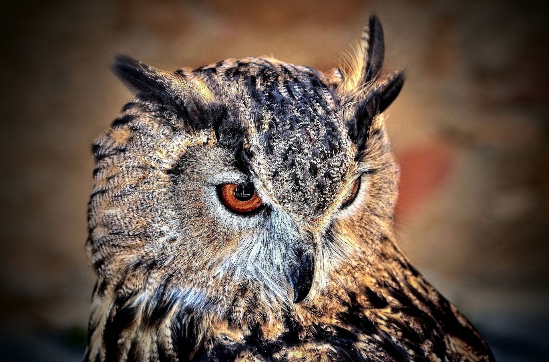 zwierzęta przyroda sowa raptor drapieżnik natura zwierzę ptak portret dziki zdobycz ssak myśliwy na zewnątrz oko patrzenie oglądanie mięsożerca nokturnalowy
