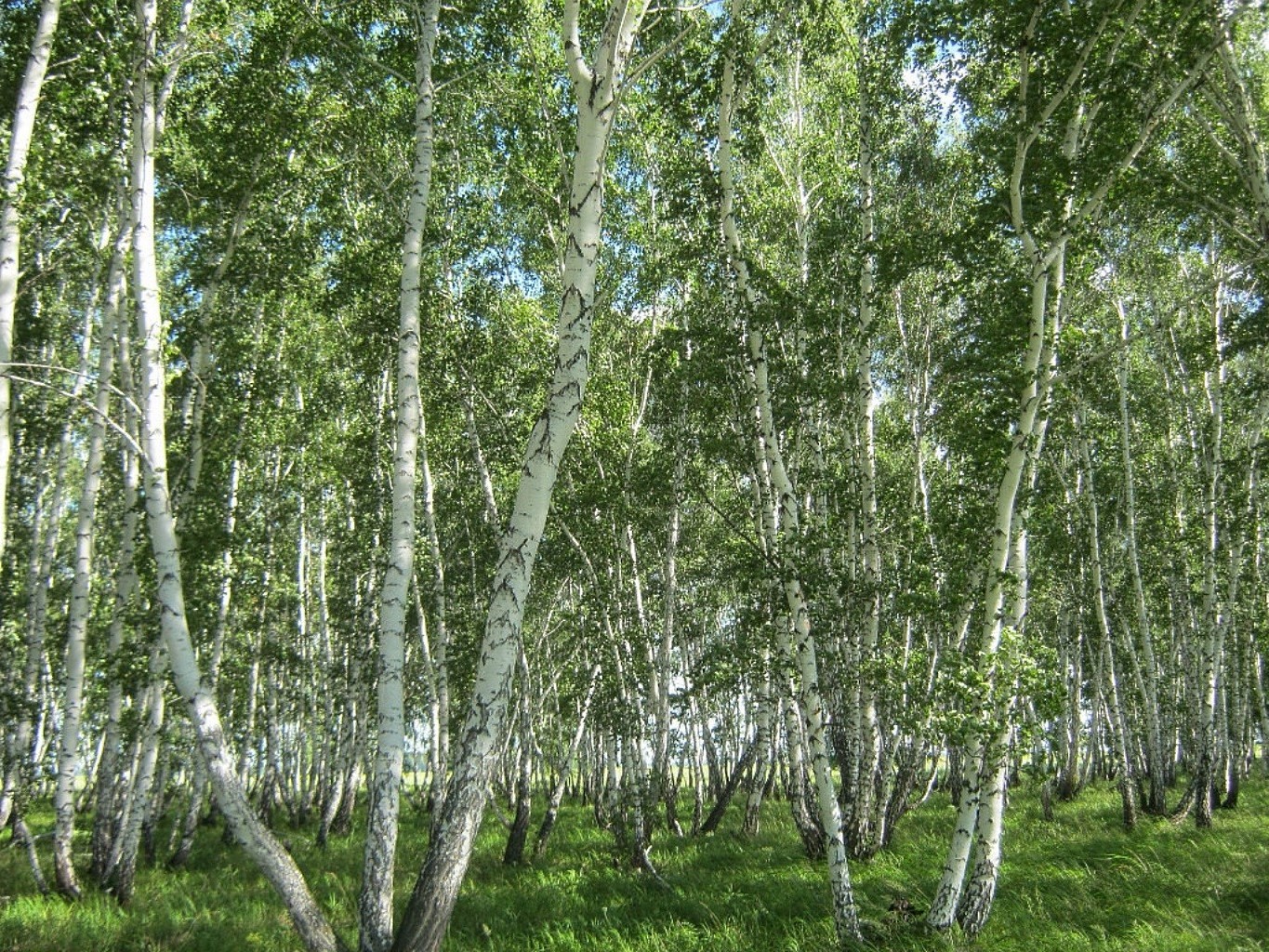 lato krajobraz drewno brzoza natura liść drzewo oddział środowisko flora park bujna dobra pogoda kraj sezon scena bagażnik wiejski gaj kora
