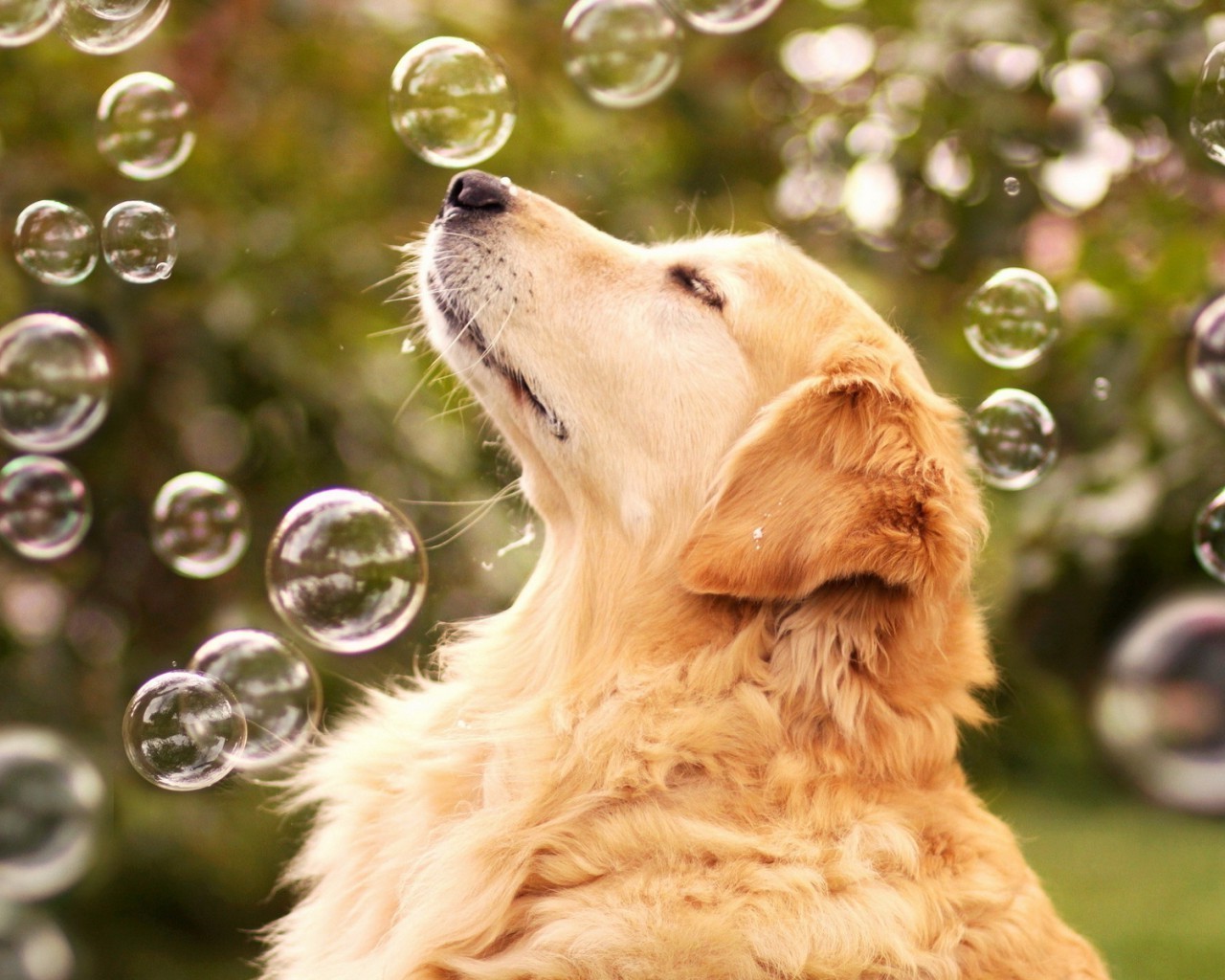 psy pies zwierzę pet śliczne portret natura futro kynolog ssak szczeniak retriever trawa mało urocze domowe golden retriever młody rasa widok śmieszne