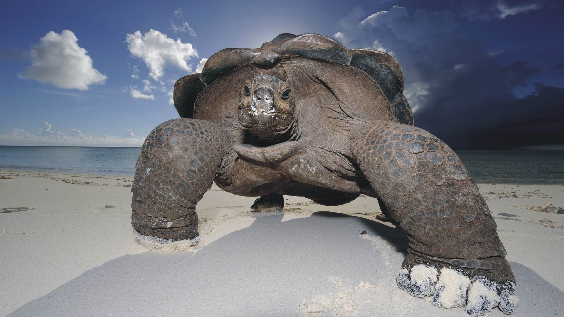 zwierzęta woda ocean morze natura plaża jeden zimno śnieg podróż zima