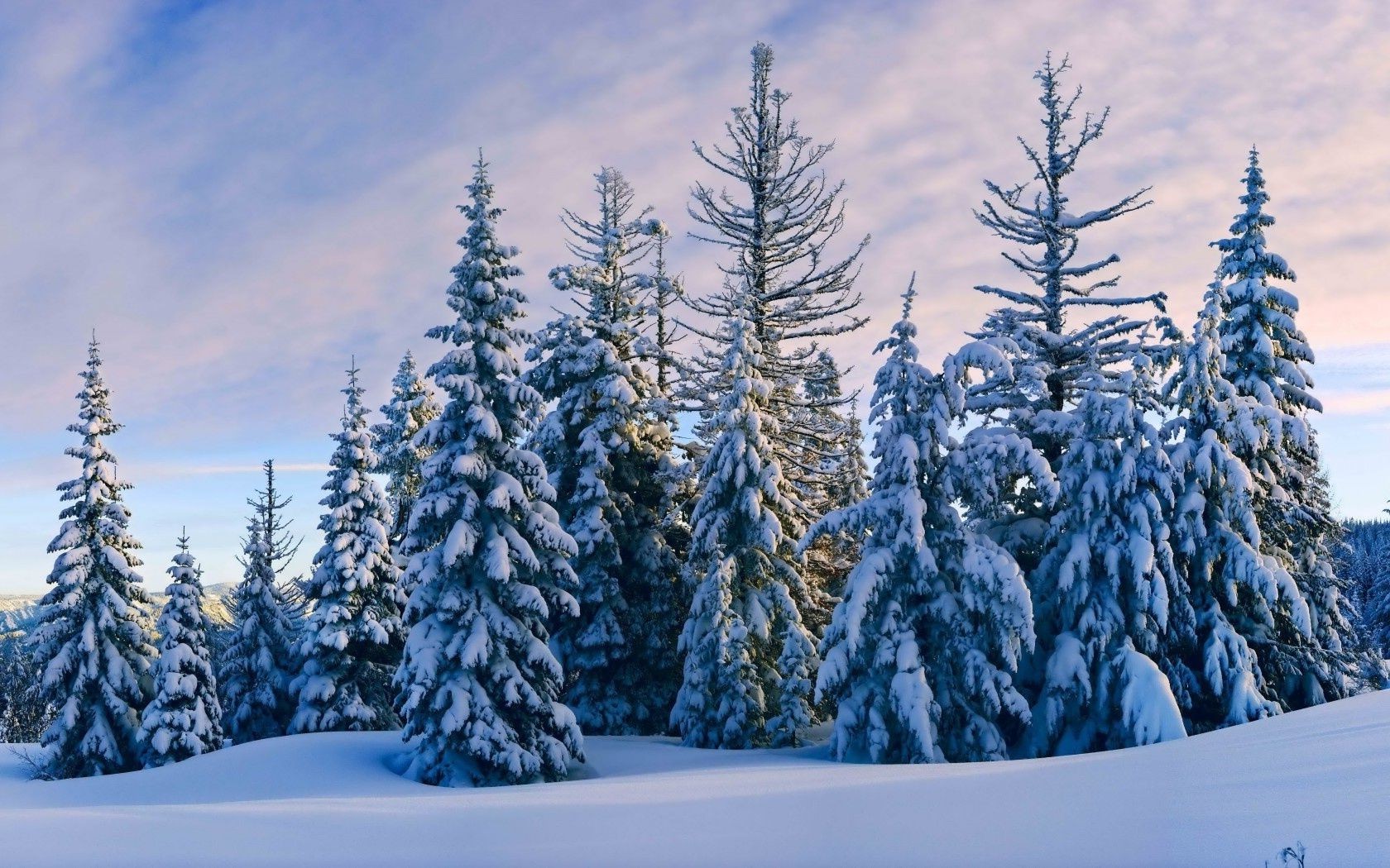 las śnieg zima drewna zimno mróz drzewo evergreen mrożone krajobraz sezon malownicze góry iglaste na zewnątrz natura