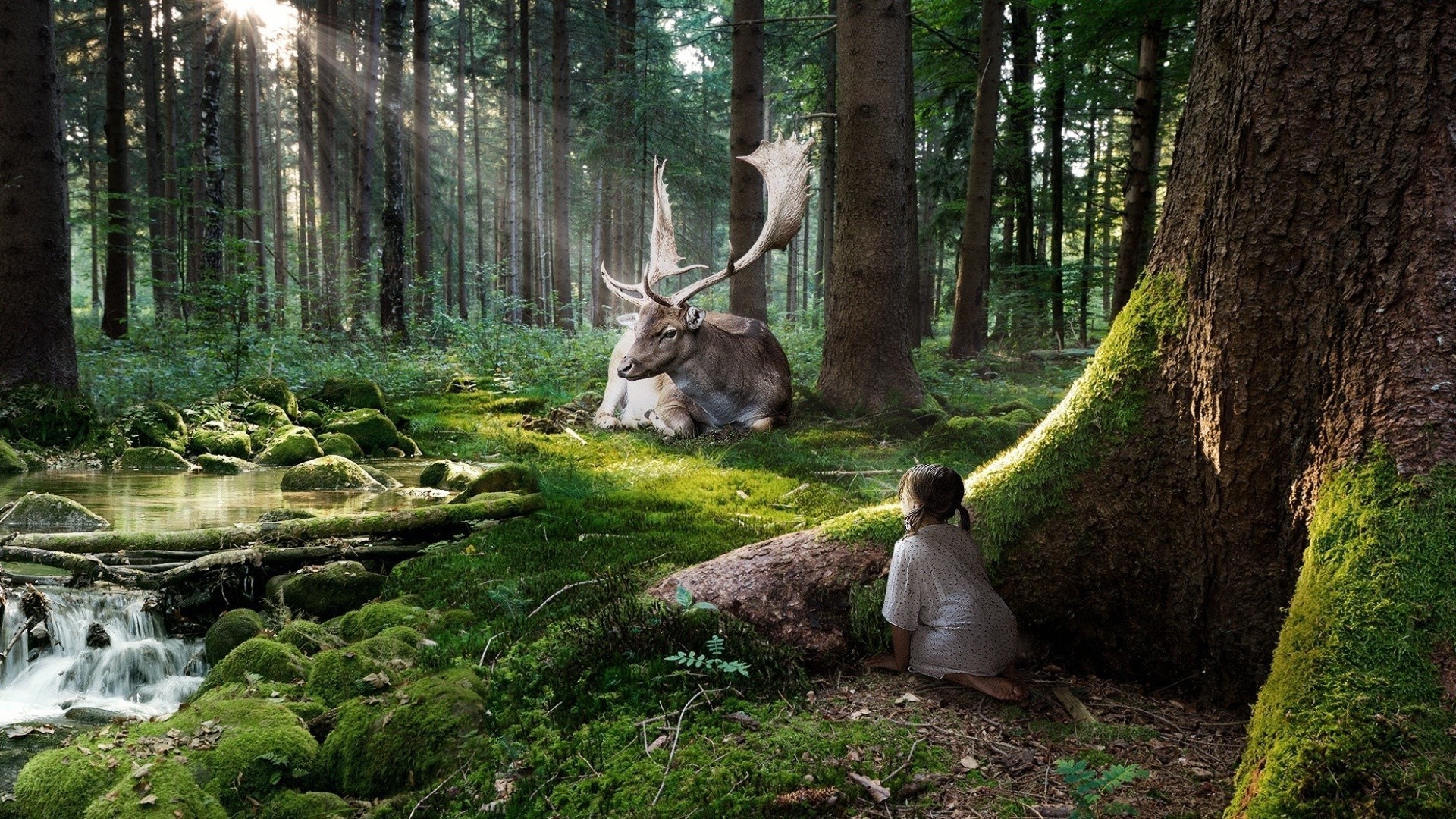 magiczne zwierzęta drewno natura drzewo park na zewnątrz dziki jeleń liść krajobraz środowisko jesień woda