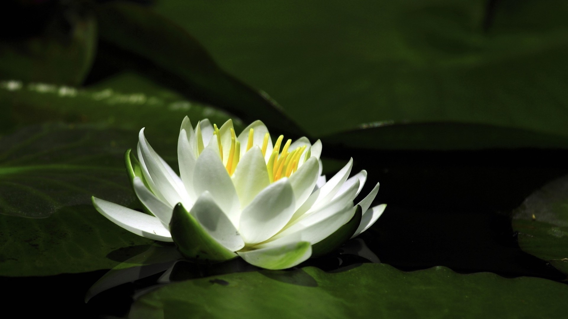 lilie lotos basen liść kwiat lilia wodna pływanie tropikalna flora natura egzotyczne bluming ogród płatek zen lato medytacja park