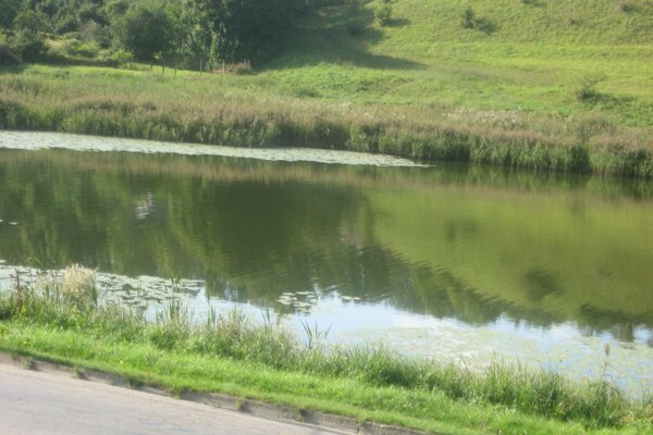 Staw. zioło. wzgórze. natura
